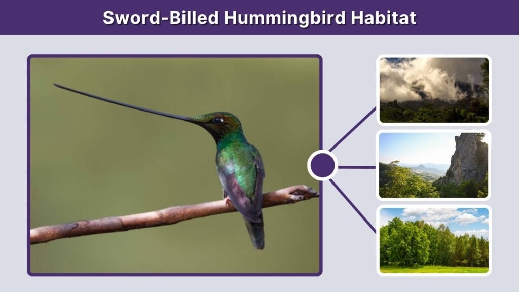 Sword-Billed Hummingbird Habitat