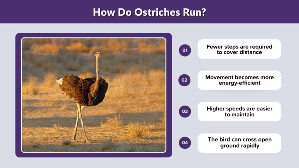 How Do Ostriches Run?