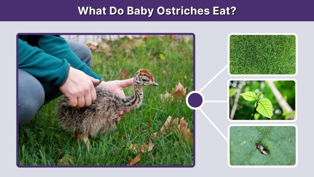 What Do Baby Ostriches Eat?