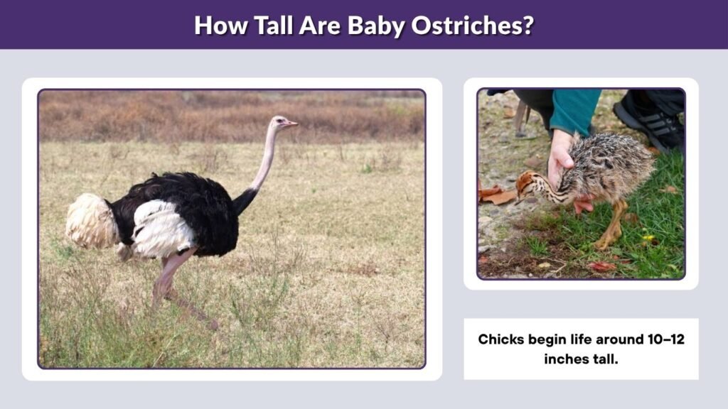 How Tall Are Baby Ostriches?