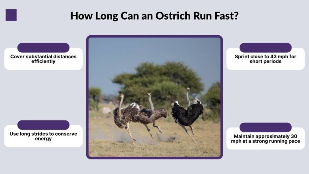 How Long Can an Ostrich Run Fast?