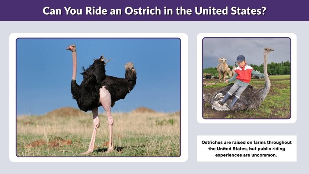 Can You Ride an Ostrich in the United States?