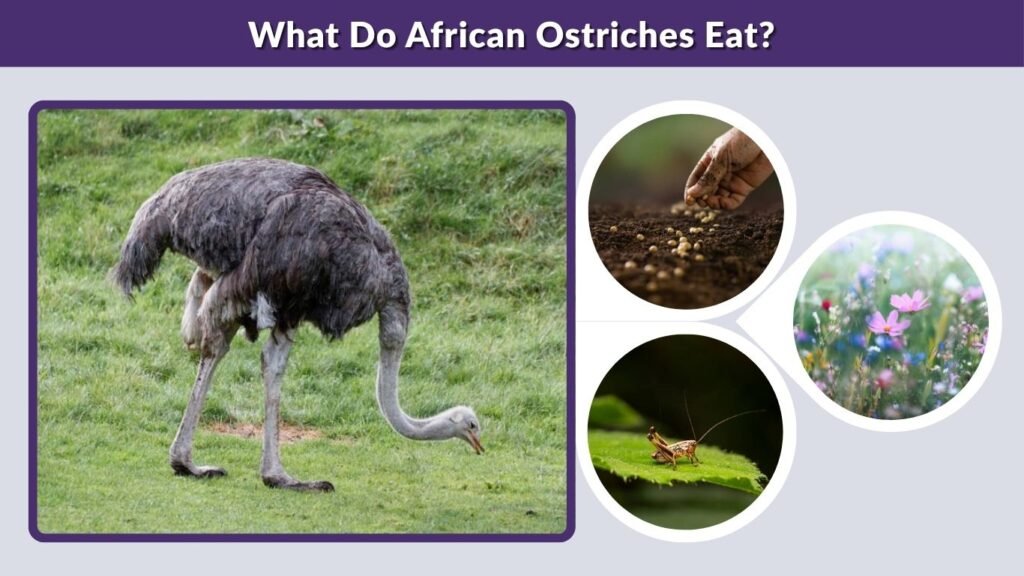 What Do African Ostriches Eat?