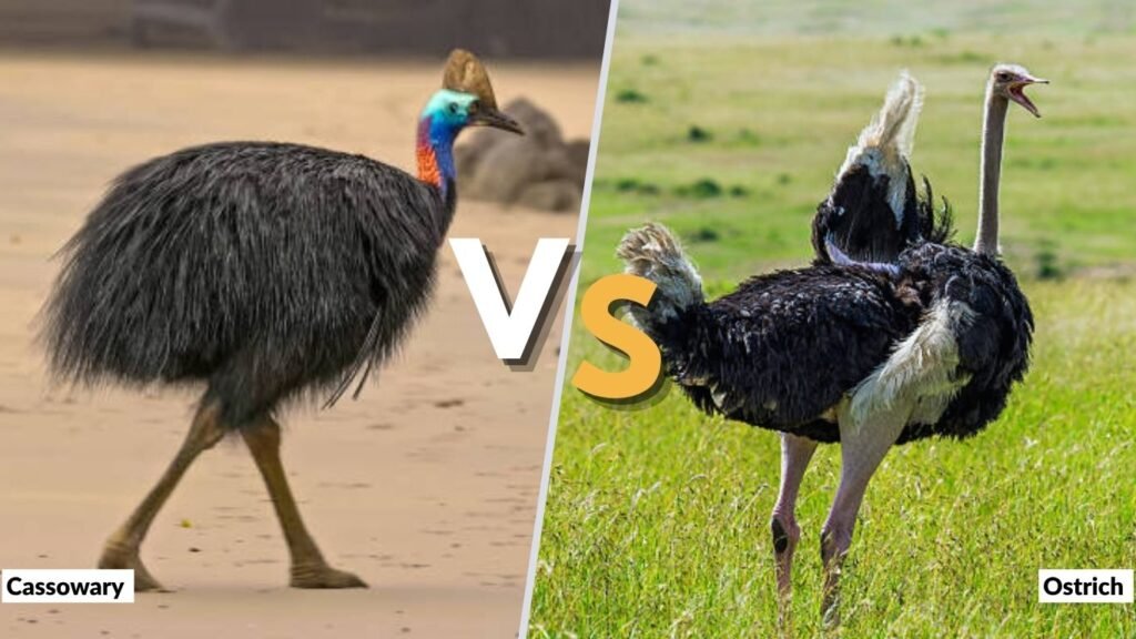 Cassowary vs Ostrich Size