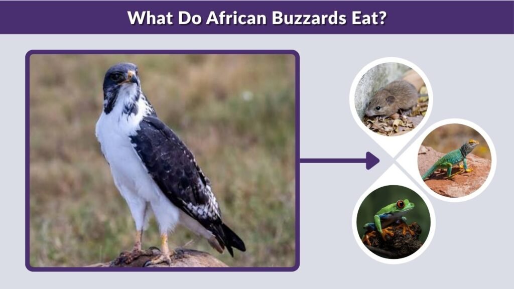 What Do African Buzzards Eat?