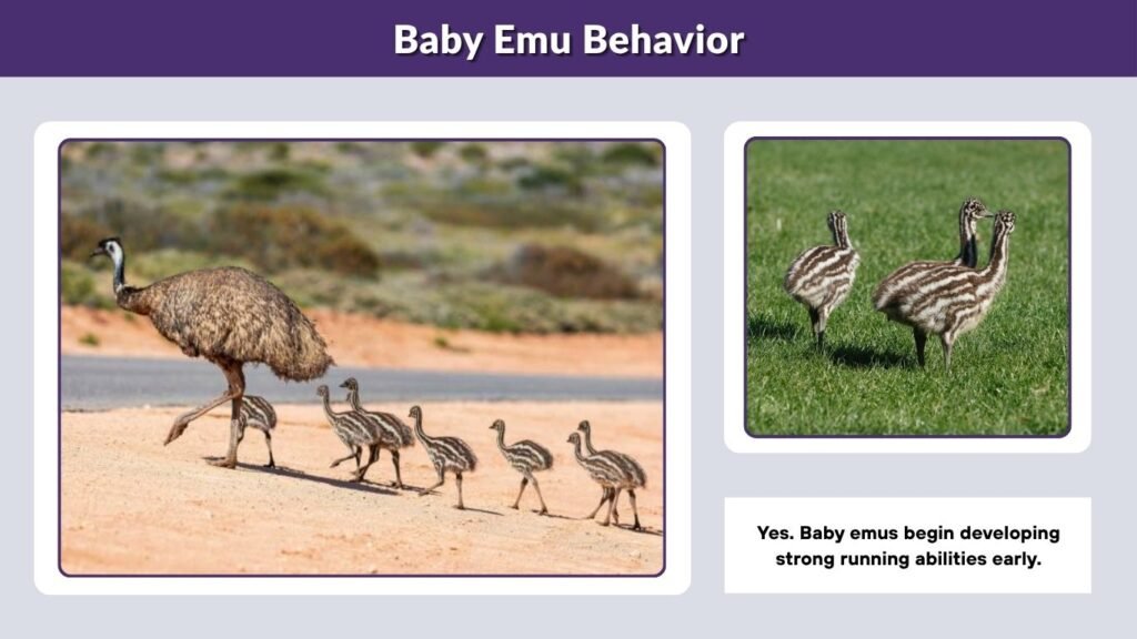 Baby Emu Behavior