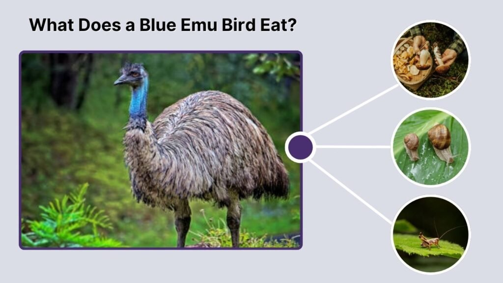 What Does a Blue Emu Bird Eat?