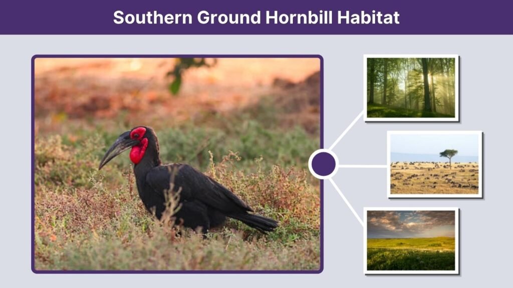 Southern Ground Hornbill Habitat