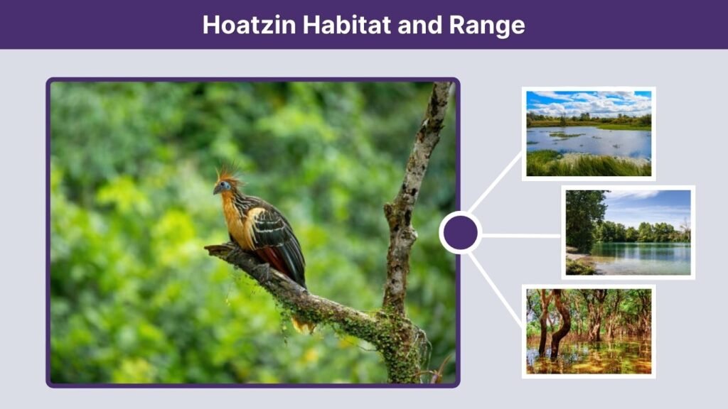 Hoatzin Habitat and Range