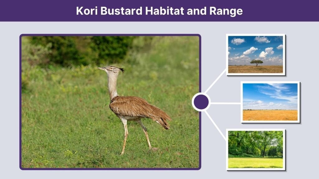 Kori Bustard Habitat and Range