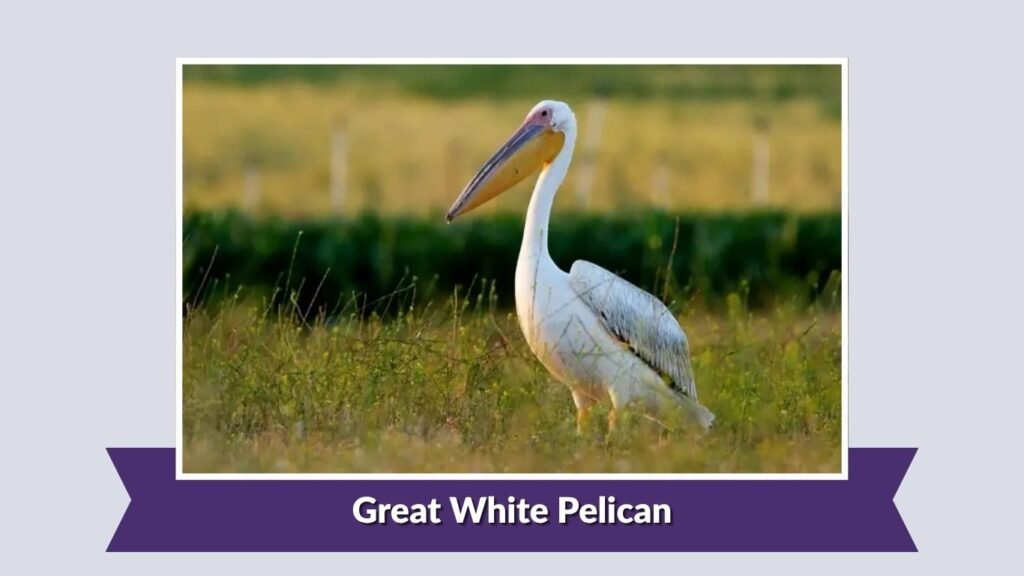 Great White Pelican