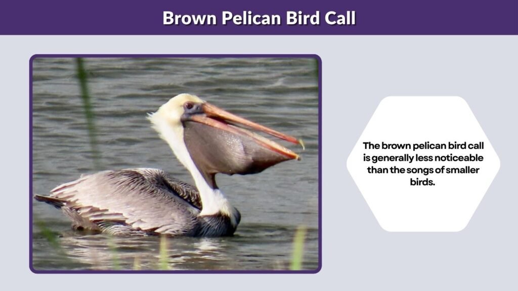 Brown Pelican Bird Call