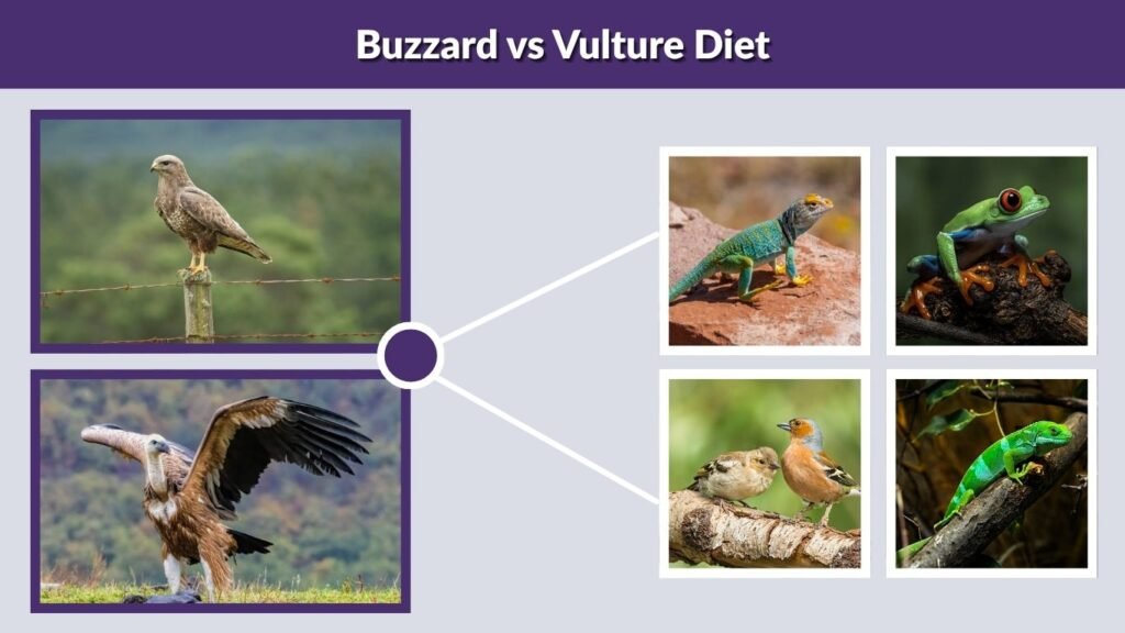 Buzzard vs Vulture Diet