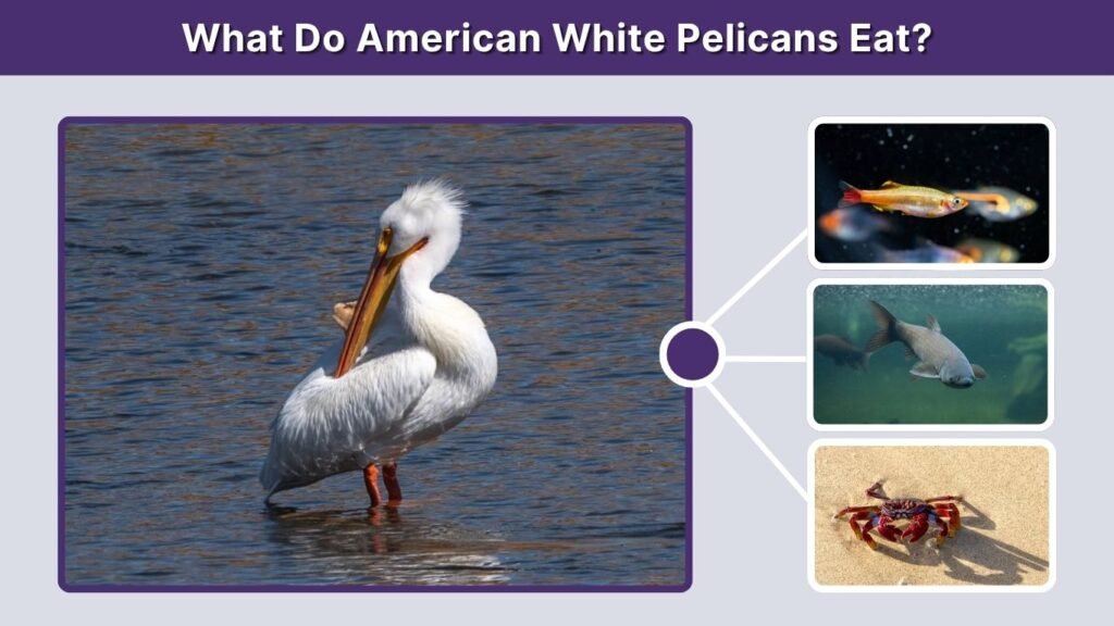 What Do American White Pelicans Eat?