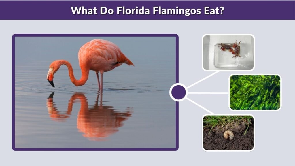 What Do Florida Flamingos Eat?