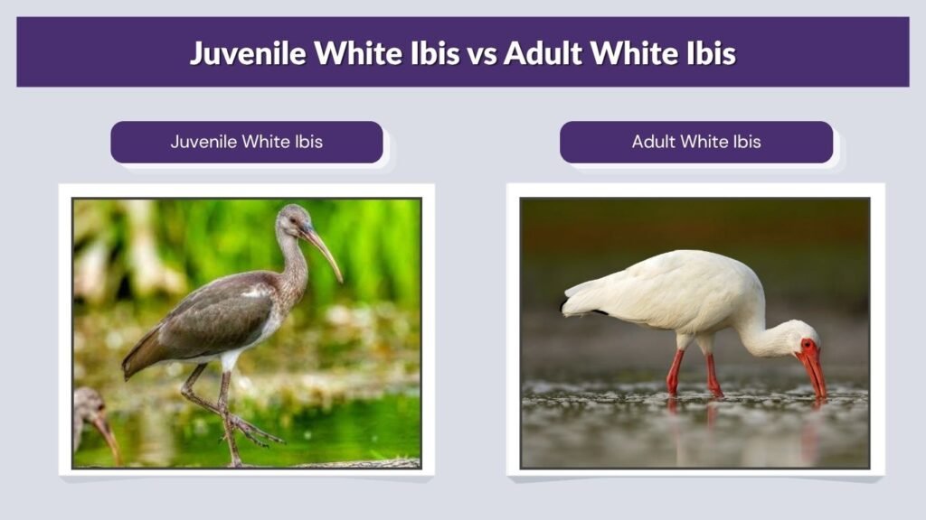 Juvenile White Ibis vs Adult White Ibis