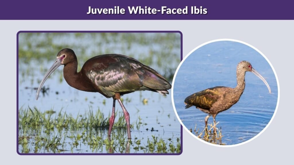 Juvenile White-Faced Ibis