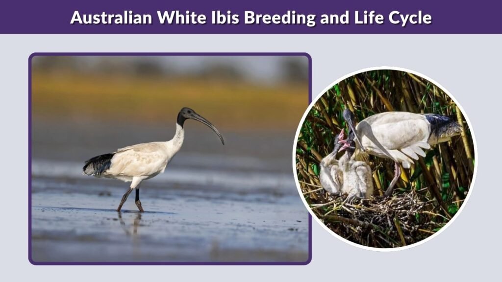 Australian White Ibis Breeding and Life Cycle