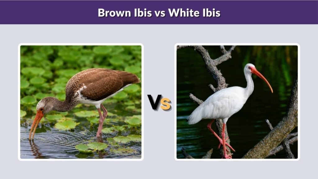 Brown Ibis vs White Ibis
