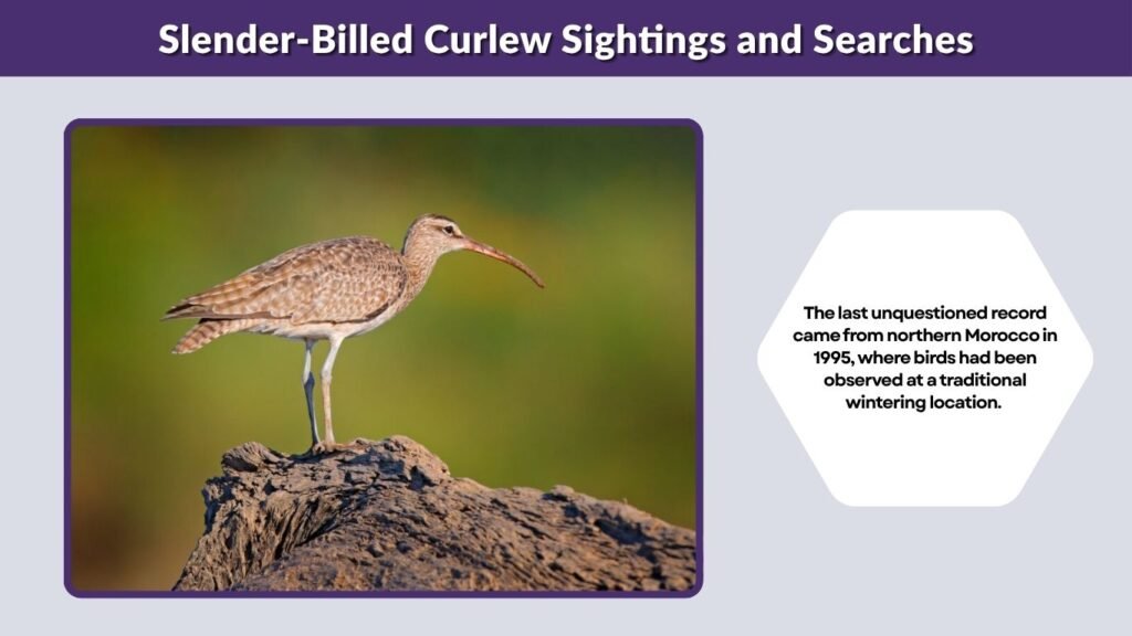 Slender-Billed Curlew Sightings and Searches