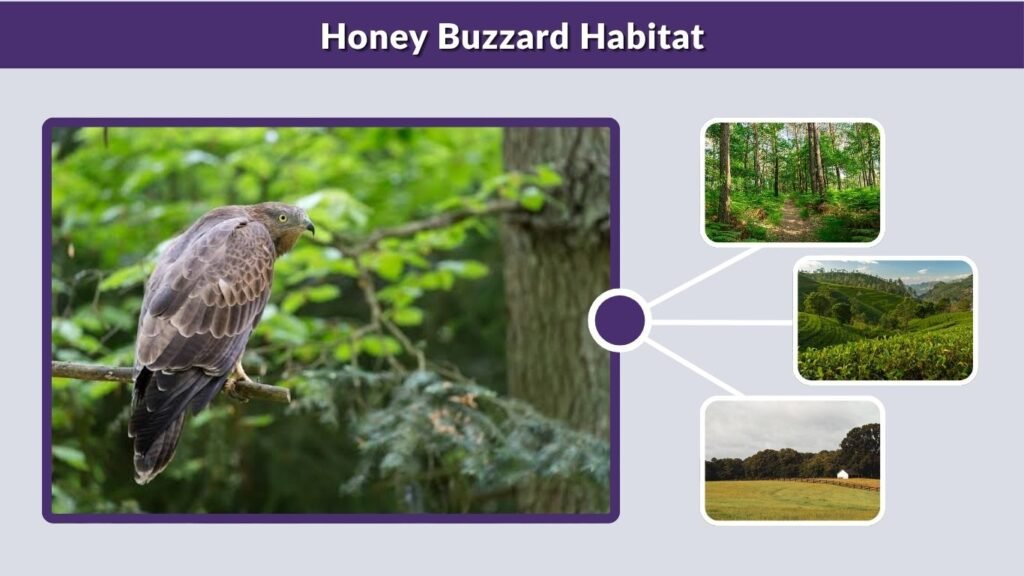 Honey Buzzard Habitat