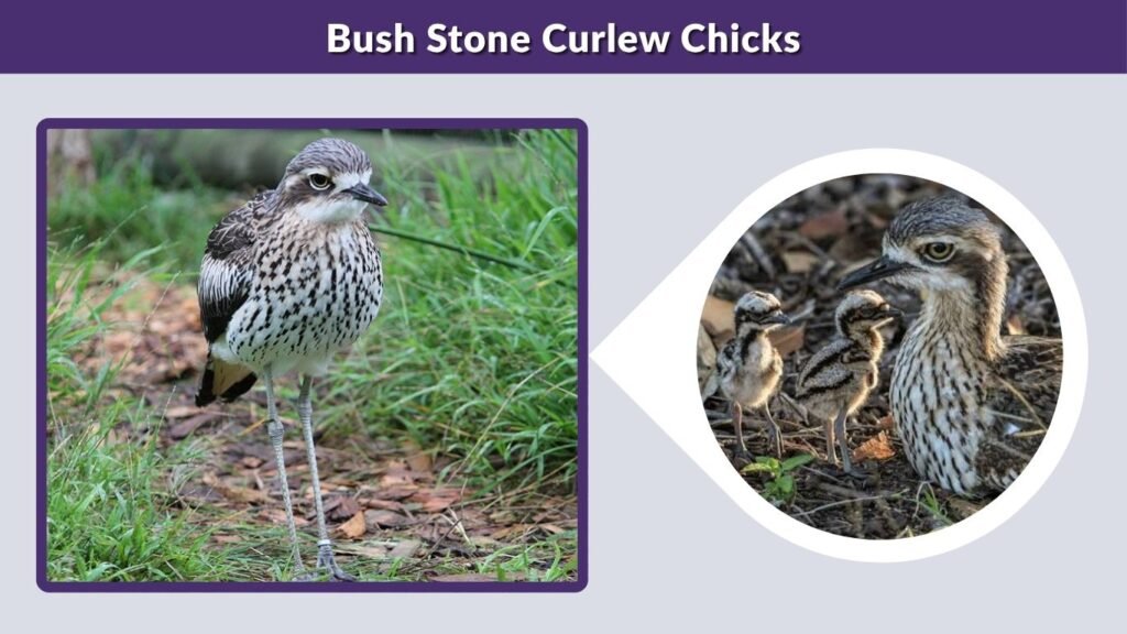 Bush Stone Curlew Chicks