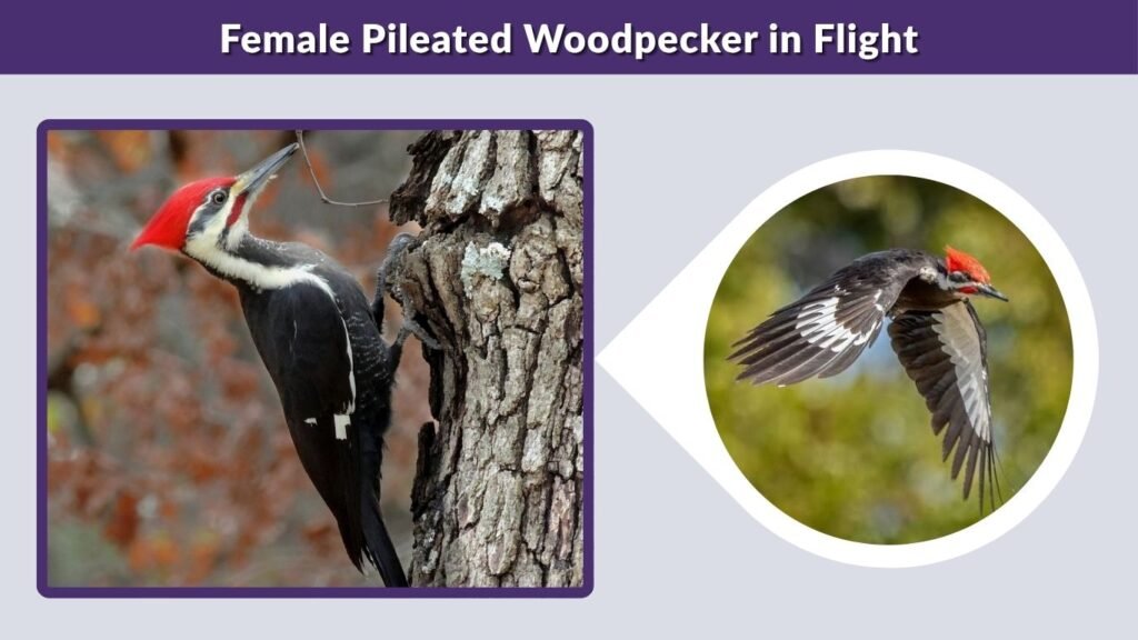 Female Pileated Woodpecker in Flight