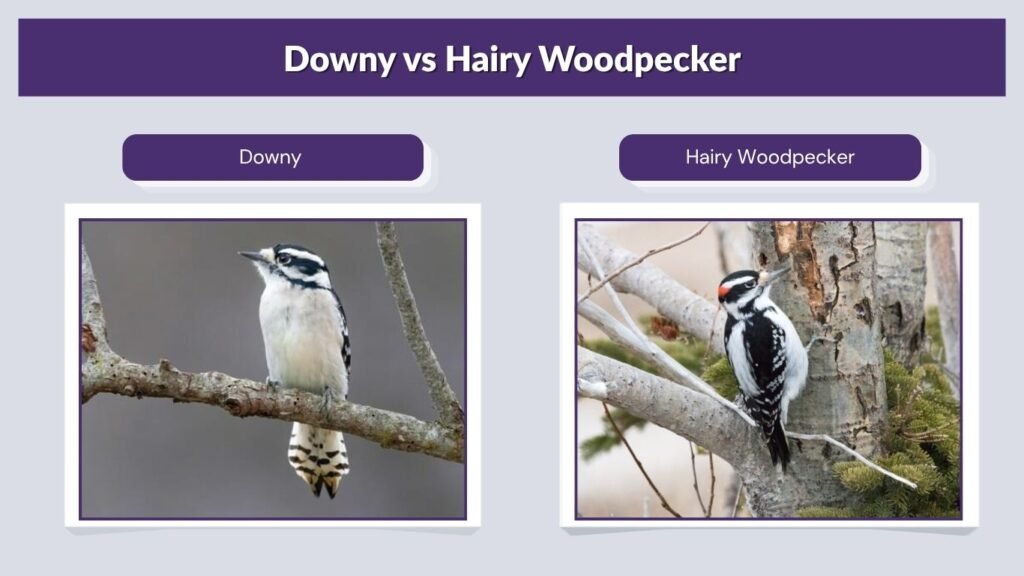 Downy vs Hairy Woodpecker