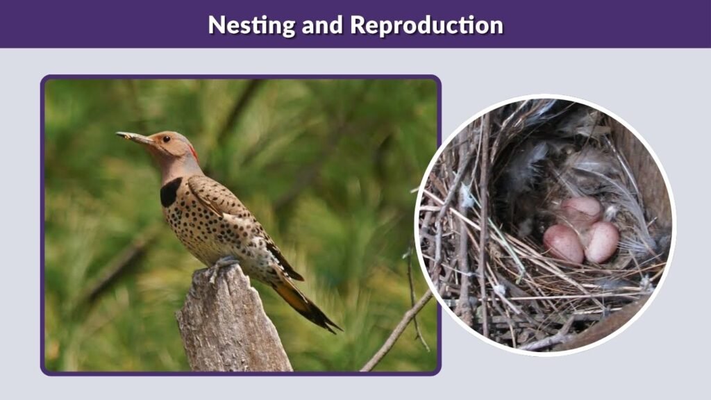 Nesting and Reproduction