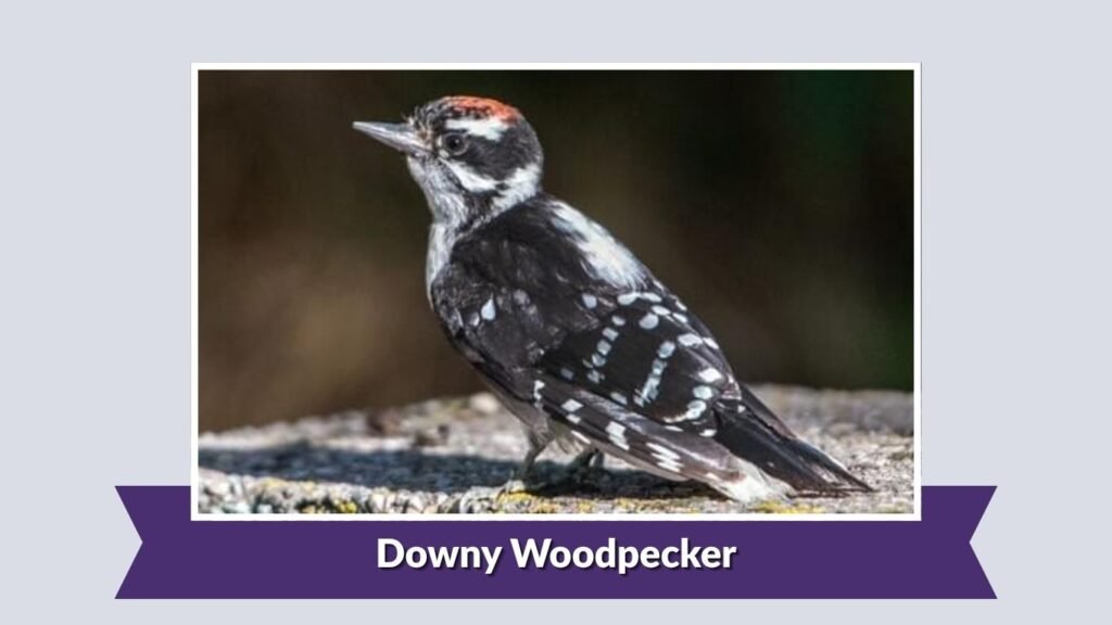 Downy Woodpecker