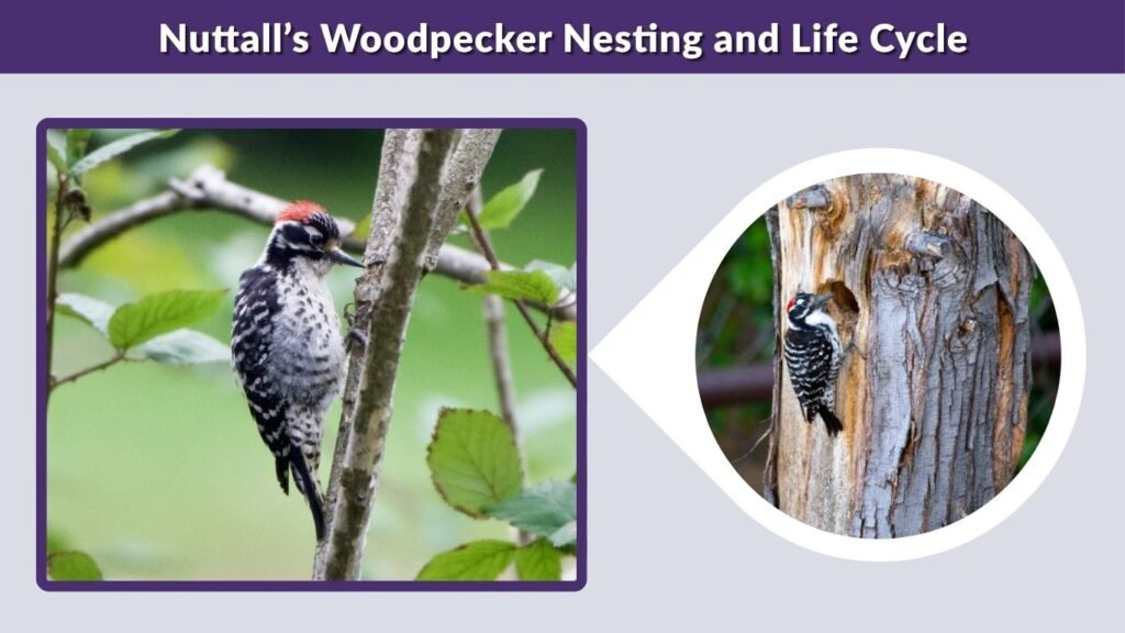 Nuttall’s Woodpecker Nesting and Life Cycle