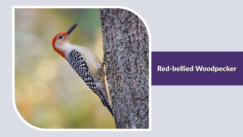Red-bellied Woodpecker