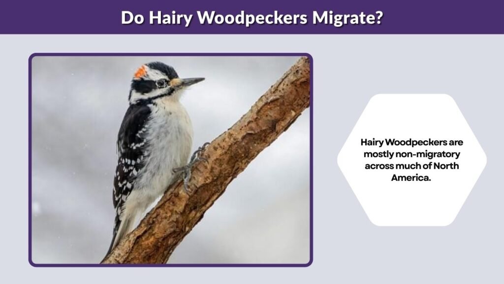 Do Hairy Woodpeckers Migrate?