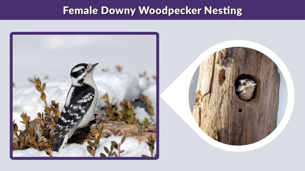 Female Downy Woodpecker Nesting