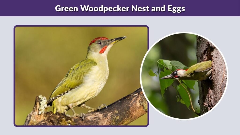 Green Woodpecker Nest and Eggs