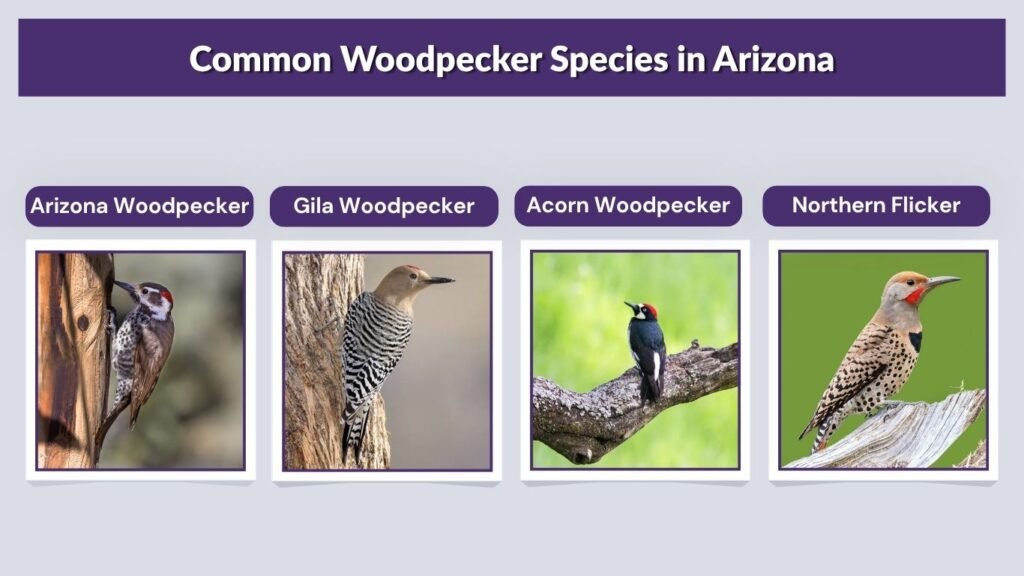 Common Woodpecker Species in Arizona