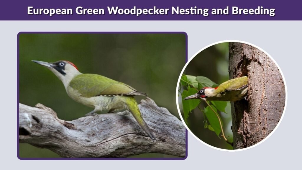European Green Woodpecker Nesting and Breeding