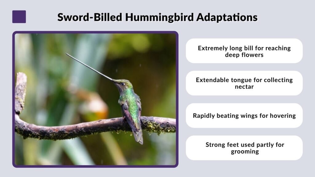 Sword-Billed Hummingbird Adaptations
