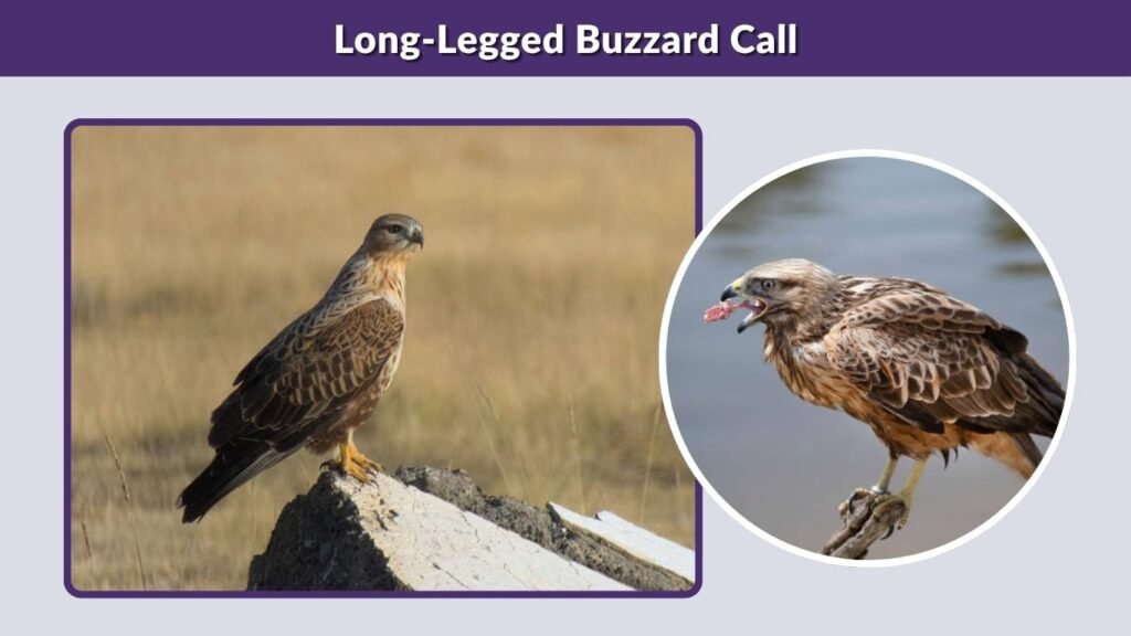Long-Legged Buzzard Call
