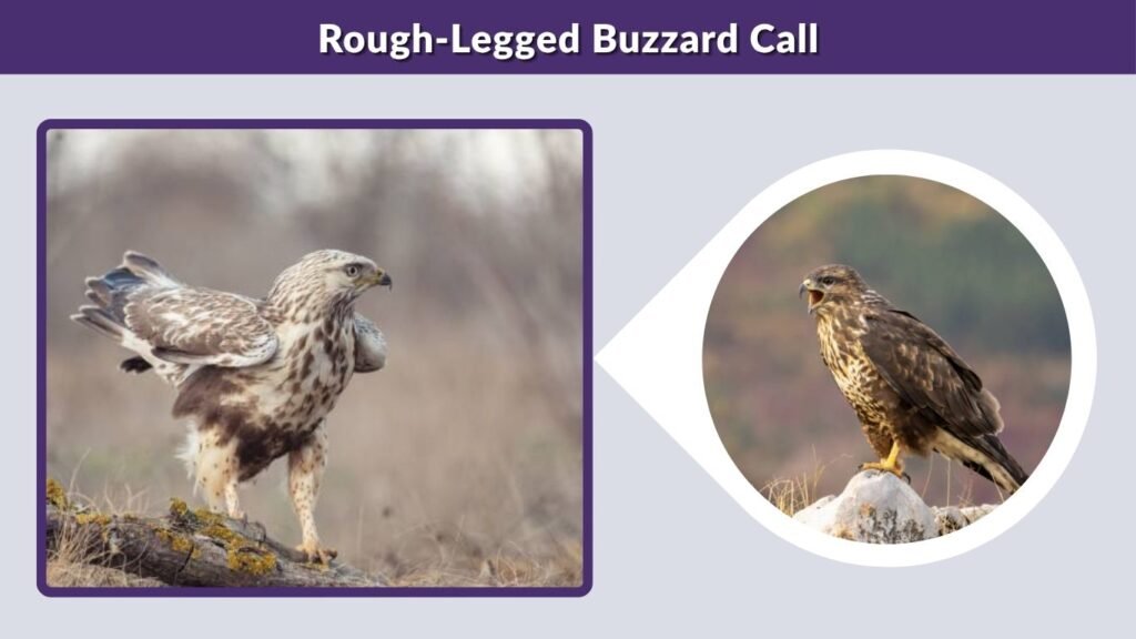 Rough-Legged Buzzard Call