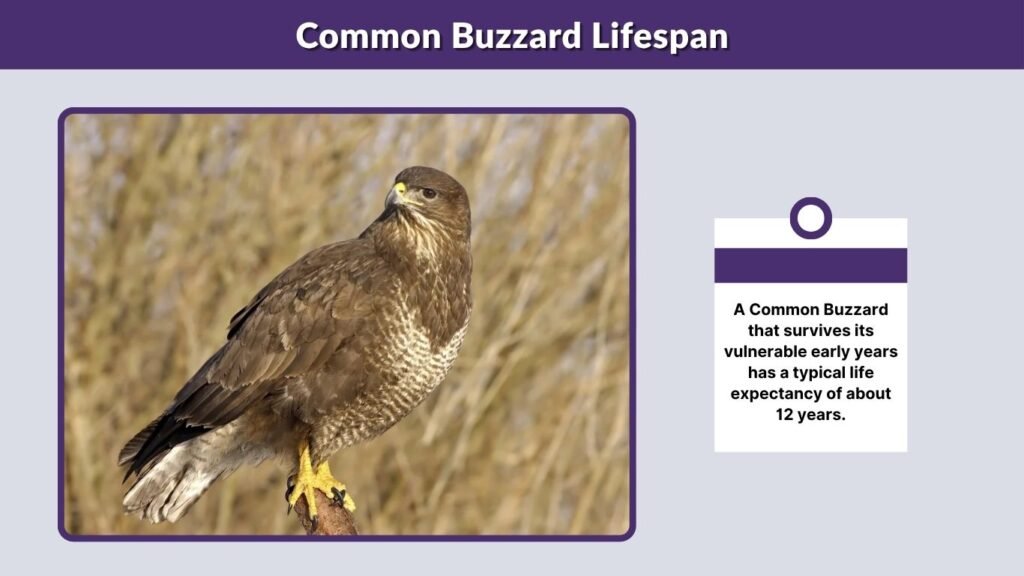 Common Buzzard Lifespan