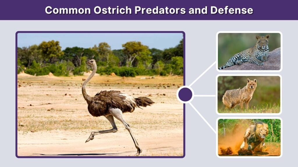 Common Ostrich Predators and Defense