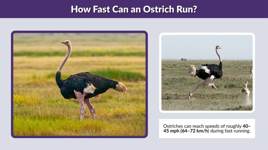 How Fast Can an Ostrich Run?