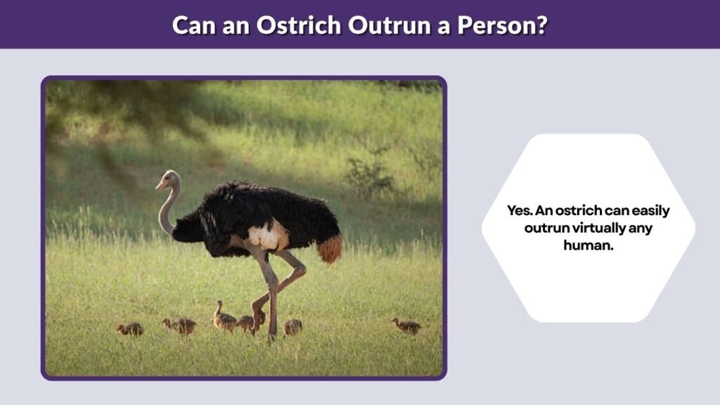 Can an Ostrich Outrun a Person?