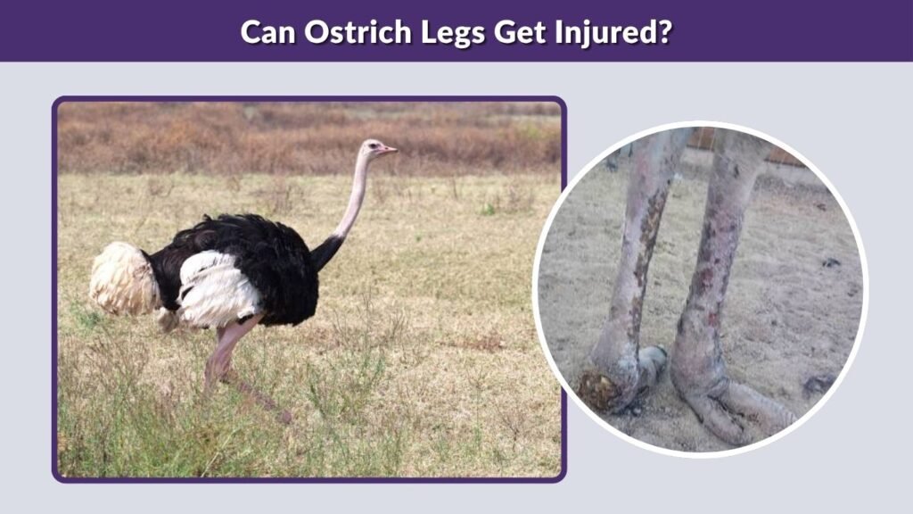 Can Ostrich Legs Get Injured?