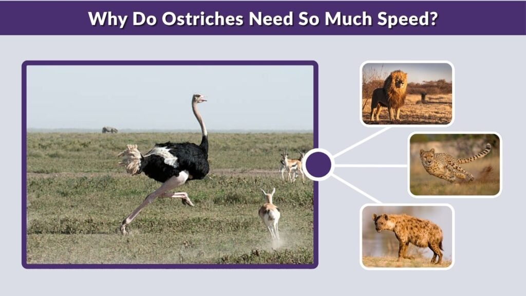 Why Do Ostriches Need So Much Speed?
