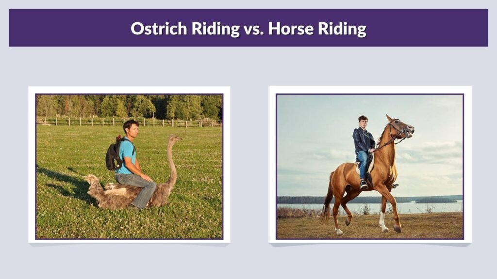Ostrich Riding vs. Horse Riding