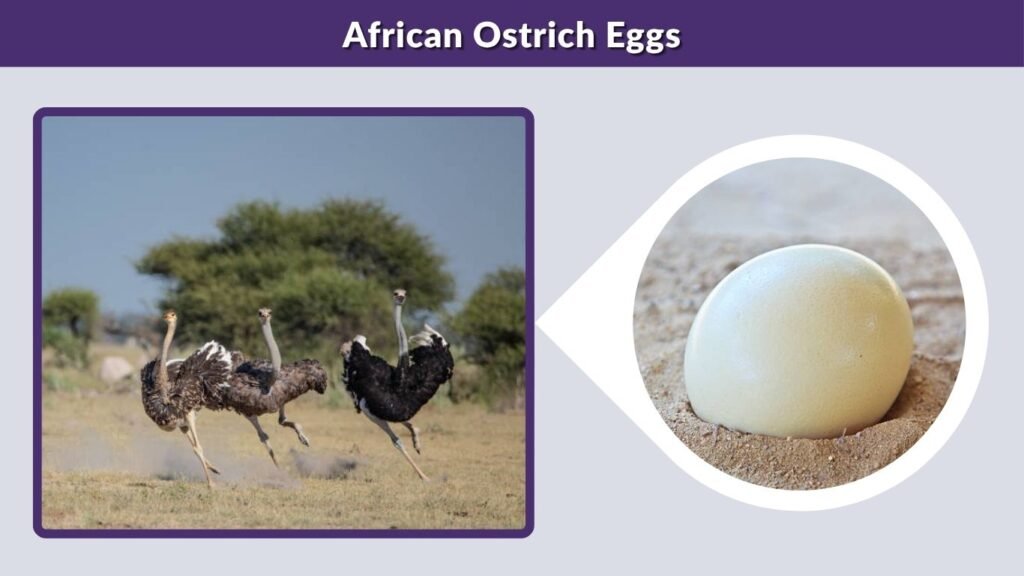 African Ostrich Eggs