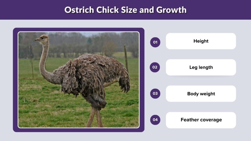Ostrich Chick Size and Growth