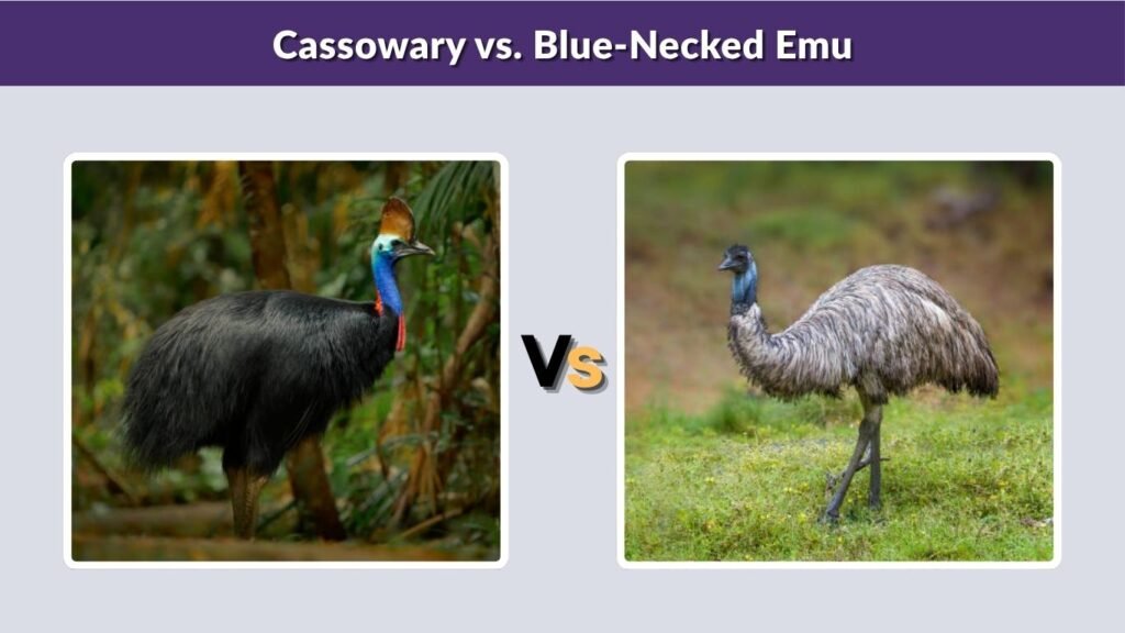 Cassowary vs. Blue-Necked Emu